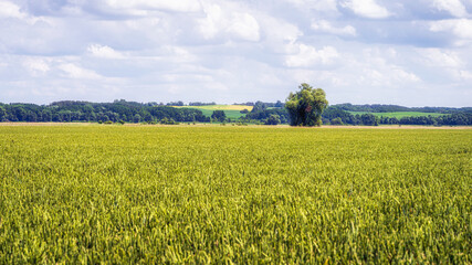 Fototapeta premium Vast agriculture field with green crops and grains with single large tree, forest and hills in distant background, Cedynia, Poland
