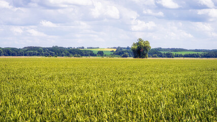 Vast agriculture field with green crops and grains with single large tree, forest and hills in distant background, Cedynia, Poland