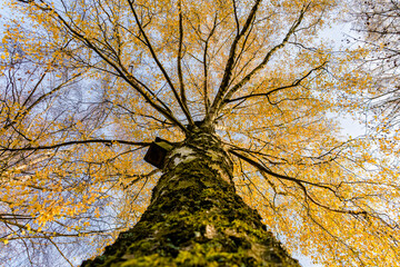 Burg Braunfels in Hessen im Herbst, ist immer eine Reise wert