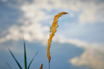 spikelet. close up, wheat, agriculture, plant, nature, field, blue sky, grass, summer, cereal, crop, yellow, farm, rural, grain, food, seed, harvest, rye, growth, green, natural nature plant, backgrou
