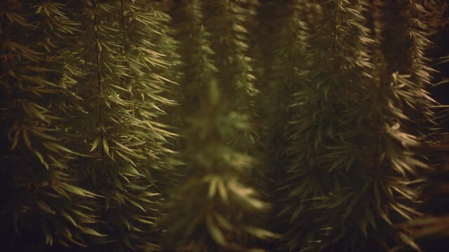Field of green medial cannabis