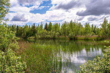 Fototapeta na wymiar Forest lake with banks in the bright spring green of young birches against the blue sky with Cumulus clouds. Background.