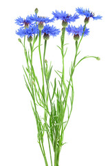 Bouquet of blue cornflowers isolated on a white background. Blue Cornflower Herb or bachelor button flower.
