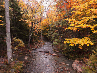 autumn stream 