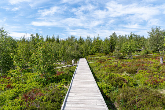 Lothar Path is a forest experience and educational path