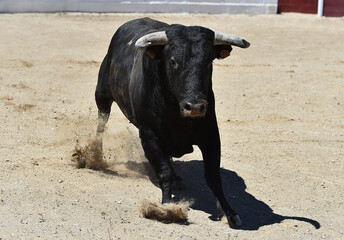 fighting bull with big horns on spain