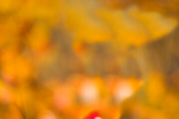 Autumn colors background, pastel yellow and orange colors background