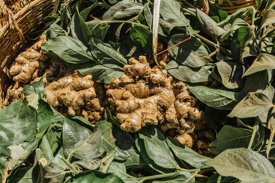 Harvesting of ginger.Fresh organic ginger with green leaves on food market. Ginger harvest. Ginger root food background. Vitamins. Healthy herbal ingredient. Medicinal plant.