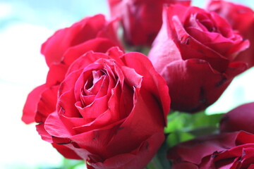 Rote Rosen