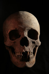 Fototapeta premium skull on black