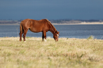 Fototapeta premium horse on the beach