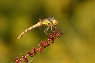 Close up of Common Darter Dragonfly (Sympetrum Striolatum) resting on red berries