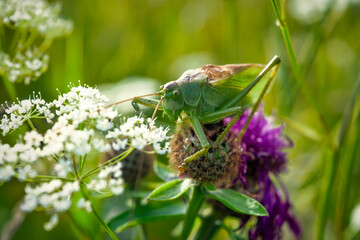 Portrait of a great green bush-cricket Tettigonia viridissima sitting on a leaf.