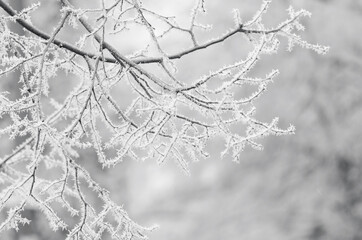 Hoarfrost on tree branches. cold winter day, natural winter blurred background toned in the color...
