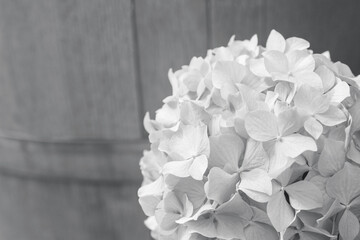 Beautiful hydrangea or hortensia against the background of a blue wooden barrel toned in the color of the year 2021 Ultimate Gray