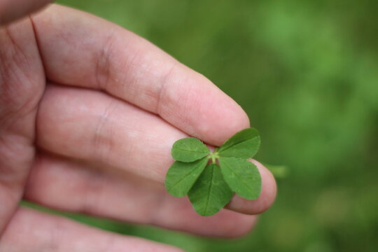 a 5 leaved clover in my hands