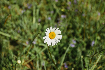 Detail of daisy flower on green background. Spring flower close up.Wonderful fabulous daisies on a meadow in spring. Spring background. Present for Mothers Day.Blooming white daisy.Romantic wallpaper.