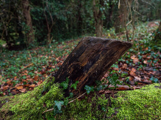 Fototapeta premium walk in the woods