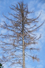 Catastrophic forest dying in Germany. High spruce tree, which has died due to drought and immense increase of bark beetles. Brown branches and pine needles against blue sky - Harz mountains, Germany