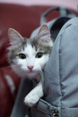 Gray white cat with green eyes is sitting in the back pack