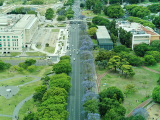 Vista aérea de una avenida principal de la ciudad, con arboles florecidos por la primavera.