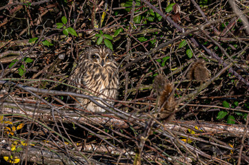 Short-eared owl, asio flammeus, roost in winter trees, Waltham Abbey, Essex, UK