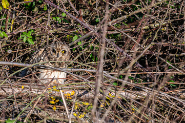 Short-eared owl, asio flammeus, roost in winter trees, Waltham Abbey, Essex, UK