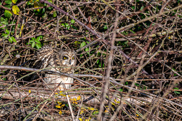 Short-eared owl, asio flammeus, roost in winter trees, Waltham Abbey, Essex, UK