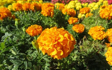 Colorful marigold flowers in the garden, closeup