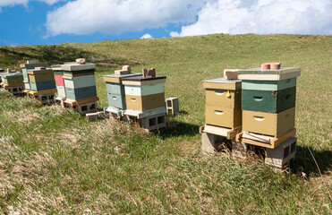 Beehives in meadow during spring are home to many bees that pollinate