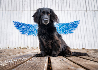 Pies jak anioł - obrazy, fototapety, plakaty