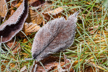 Brown and frozen leaf on grass..