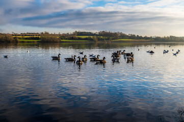 Canadian Geese on Pitsford Reservoir, UK just before sunset in winter