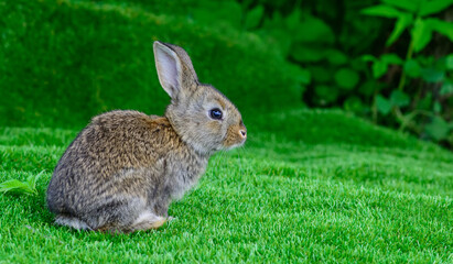 Little rabbit on green grass