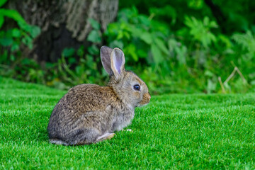 Little rabbit on green grass