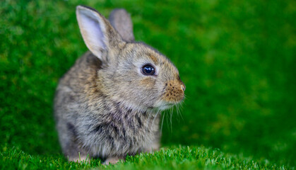 Little rabbit on green grass