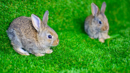 Two little rabbits on the grass