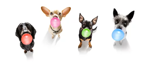 Tableaux ronds sur aluminium Chien fou dog or dogs chewing bubble gum
