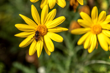 Fleur jaune avec une syrphe aux yeux rayés  butinant