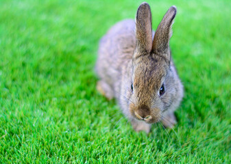 Little rabbit on green grass