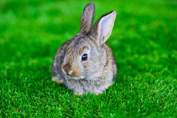 Little rabbit on green grass