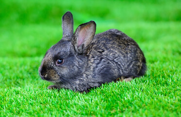 Little rabbit on green grass
