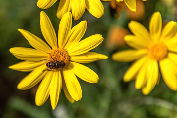 Fleur jaune avec une syrphe aux yeux rayés  butinant