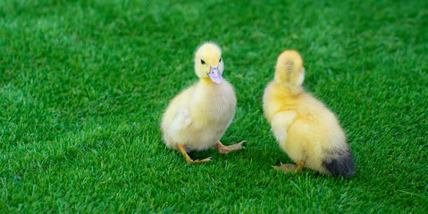 Two little ducklings on the grass