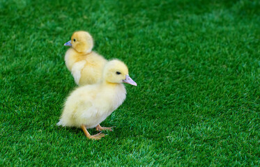 Two little ducklings on the grass