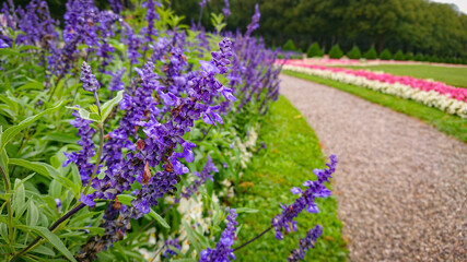 Many bushes Salvia farinacea, also known as  mealy cup sage or mealy sage, and other flowers in big...