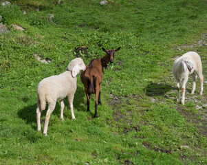 Obraz premium Couple of sheep and goat grazing in a mountain meadow in Tirol Austrian Alps