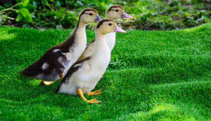 Ducklings running on green grass