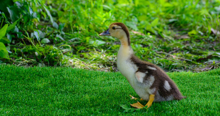 Muscat duckling running on green grass