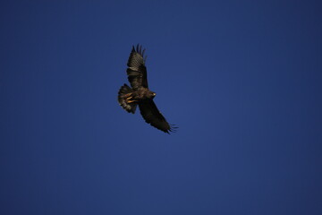 Obraz premium le maitre de l'air